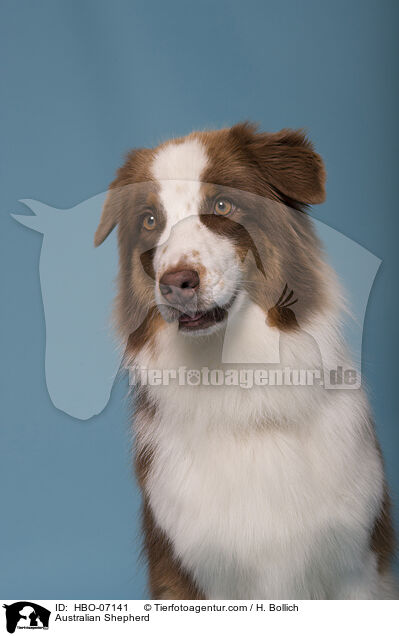 Australian Shepherd / Australian Shepherd / HBO-07141