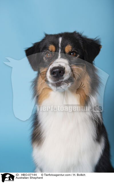Australian Shepherd / Australian Shepherd / HBO-07144