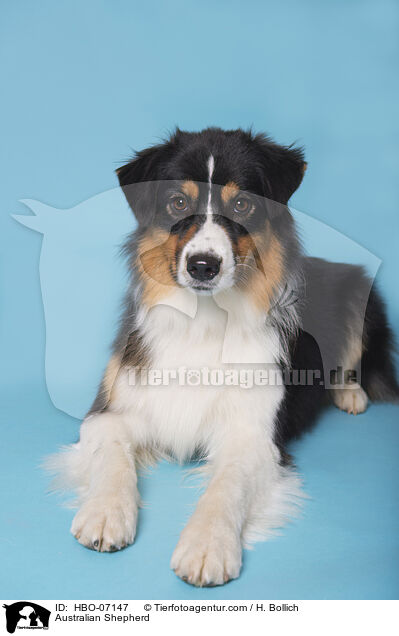 Australian Shepherd / Australian Shepherd / HBO-07147