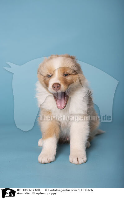 Australian Shepherd Welpe / Australian Shepherd puppy / HBO-07180