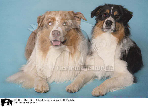Australian Shepherd / Australian Shepherd / HBO-07186