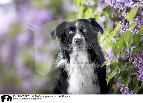 Australian Shepherd Rde / male Australian Shepherd / AH-07597