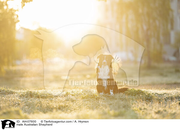 Australian Shepherd Rde / male Australian Shepherd / AH-07600