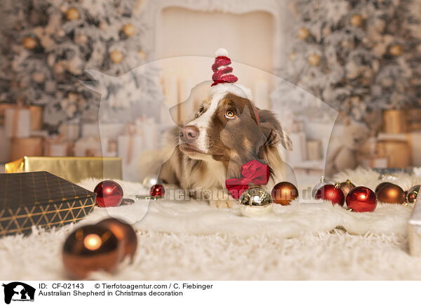 Australian Shepherd in Weihnachtsdeko / Australian Shepherd in Christmas decoration / CF-02143