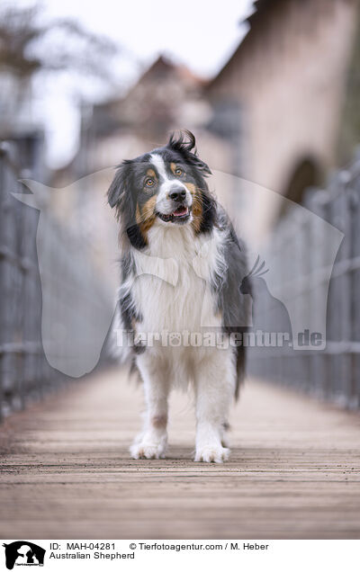 Australian Shepherd / Australian Shepherd / MAH-04281