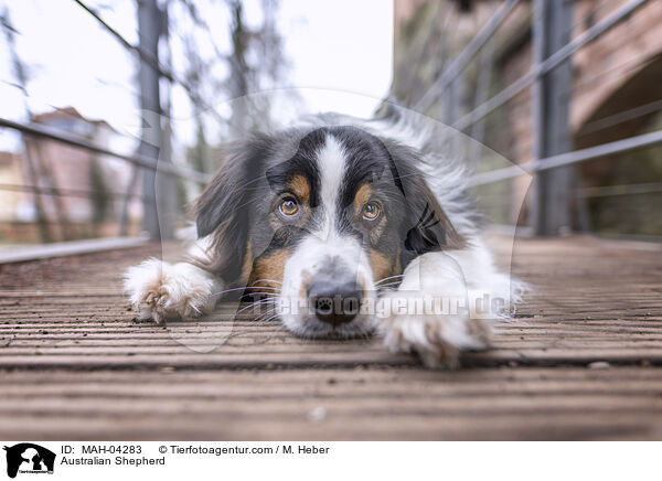 Australian Shepherd / Australian Shepherd / MAH-04283