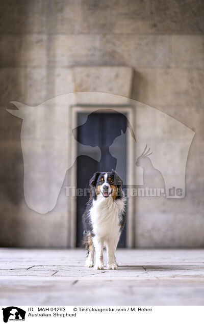 Australian Shepherd / Australian Shepherd / MAH-04293