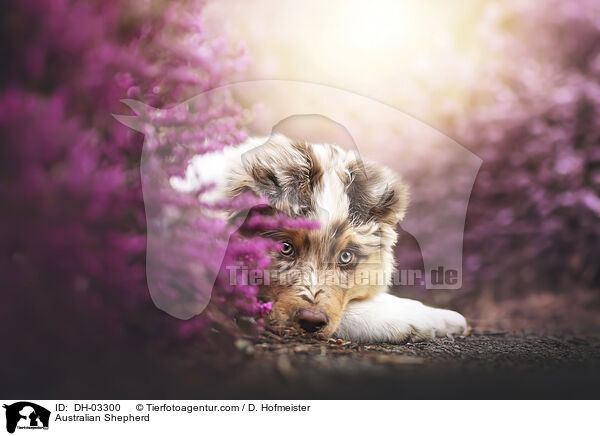 Australian Shepherd / Australian Shepherd / DH-03300