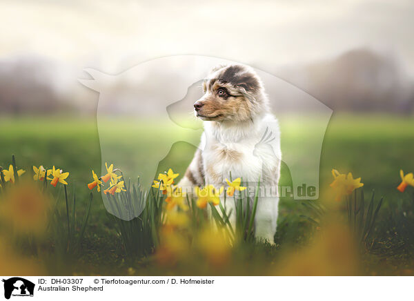 Australian Shepherd / Australian Shepherd / DH-03307