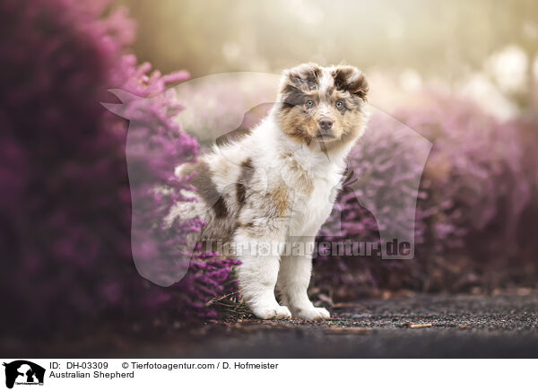 Australian Shepherd / Australian Shepherd / DH-03309