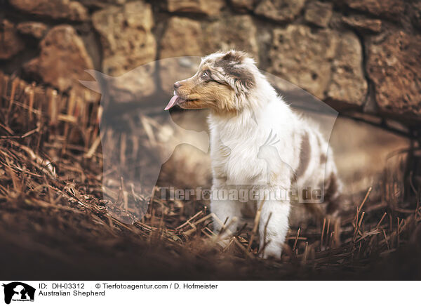 Australian Shepherd / Australian Shepherd / DH-03312