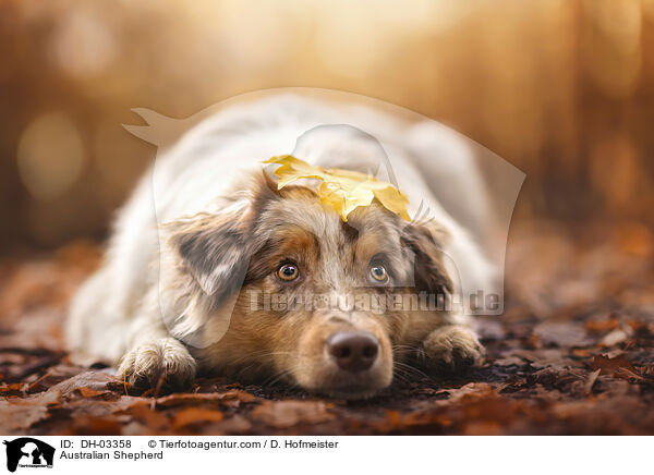 Australian Shepherd / Australian Shepherd / DH-03358