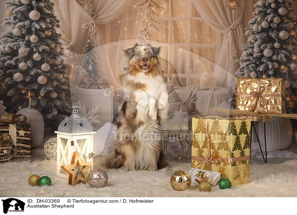 Australian Shepherd / Australian Shepherd / DH-03369