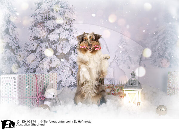 Australian Shepherd / Australian Shepherd / DH-03374