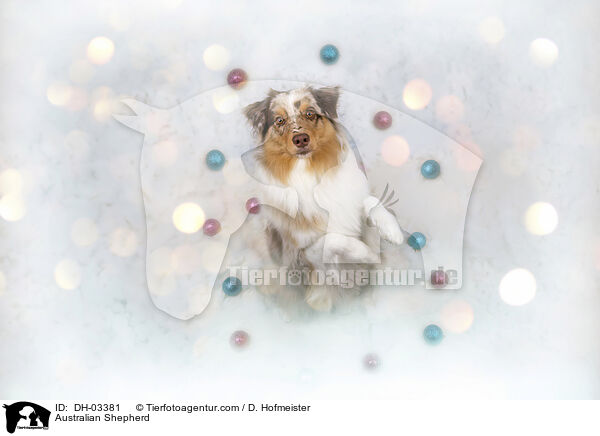 Australian Shepherd / DH-03381