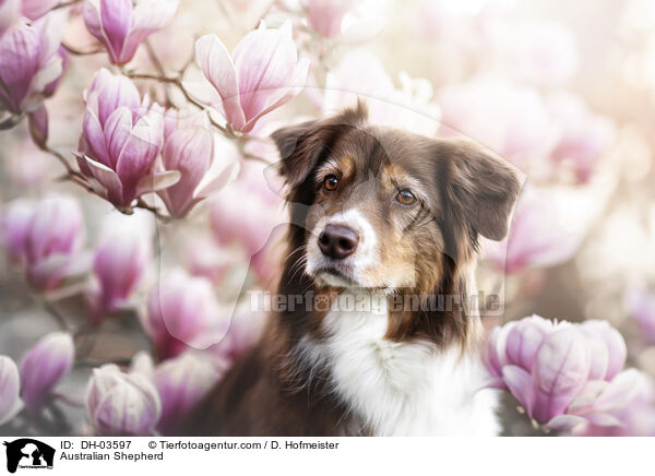 Australian Shepherd / Australian Shepherd / DH-03597