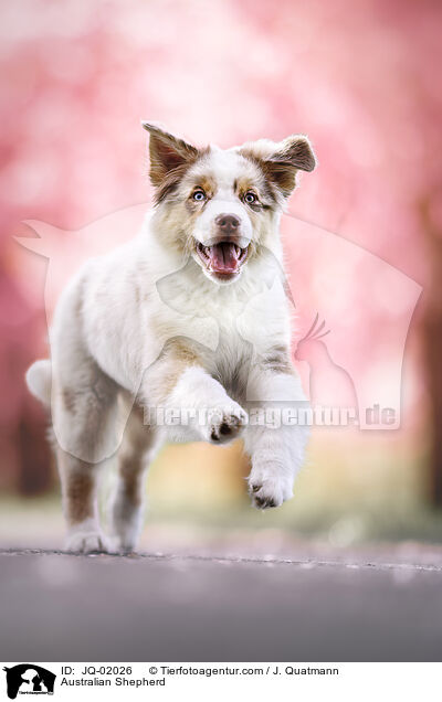 Australian Shepherd / Australian Shepherd / JQ-02026