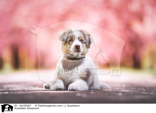 Australian Shepherd / Australian Shepherd / JQ-02027