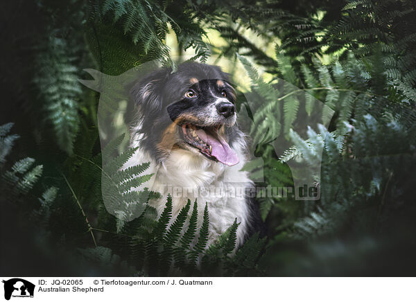 Australian Shepherd / Australian Shepherd / JQ-02065