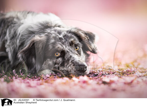 Australian Shepherd / Australian Shepherd / JQ-02091