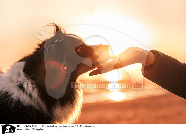 Australian Shepherd / Australian Shepherd / JQ-02186