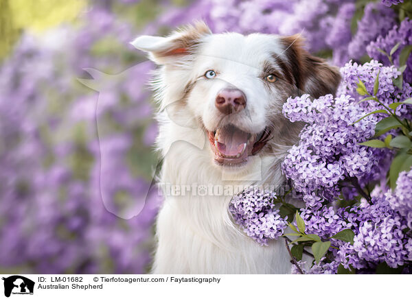 Australian Shepherd / Australian Shepherd / LM-01682