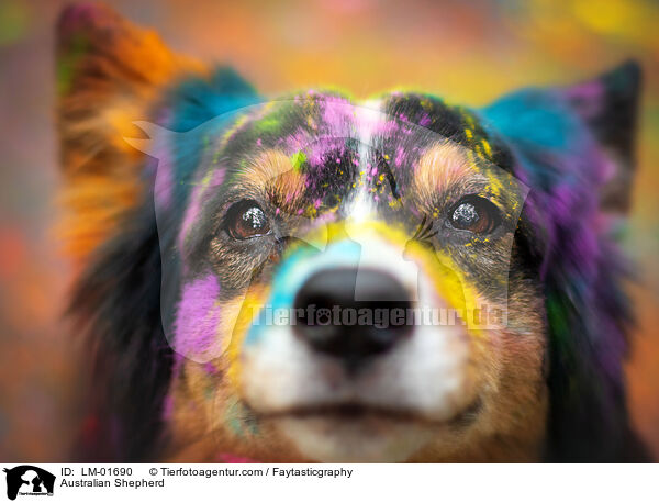 Australian Shepherd / LM-01690