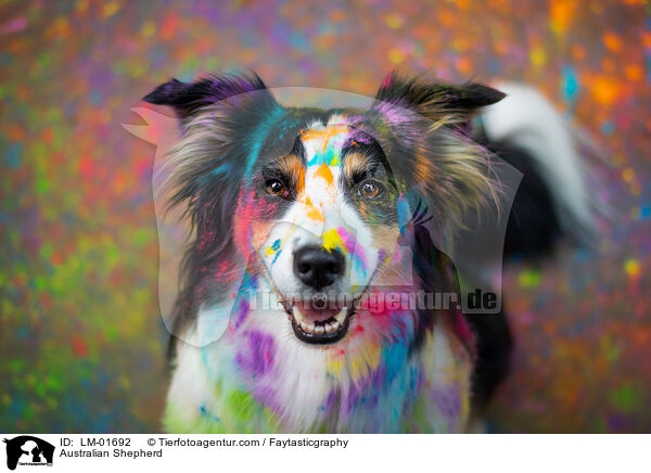 Australian Shepherd / Australian Shepherd / LM-01692