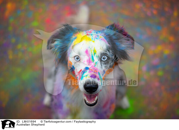Australian Shepherd / Australian Shepherd / LM-01694