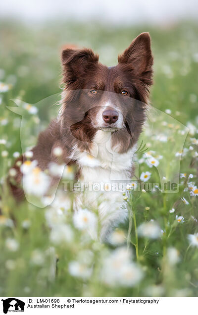 Australian Shepherd / LM-01698