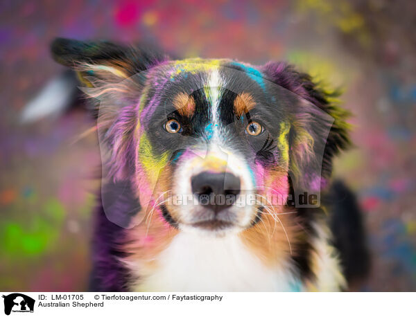 Australian Shepherd / Australian Shepherd / LM-01705