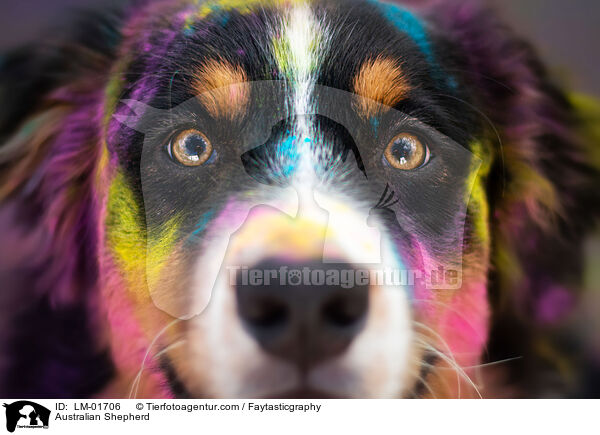 Australian Shepherd / Australian Shepherd / LM-01706