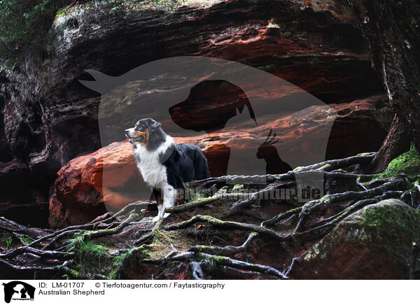 Australian Shepherd / Australian Shepherd / LM-01707