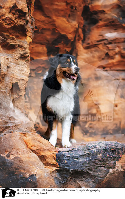 Australian Shepherd / Australian Shepherd / LM-01708