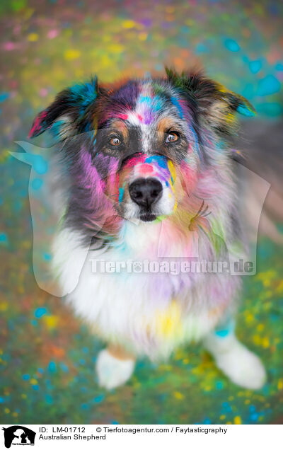 Australian Shepherd / Australian Shepherd / LM-01712