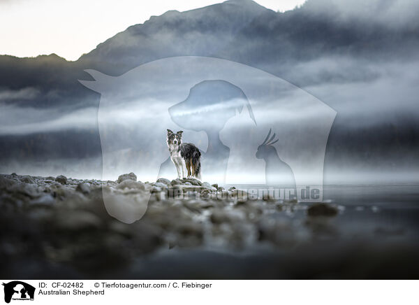 Australian Shepherd / Australian Shepherd / CF-02482