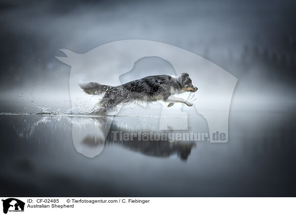 Australian Shepherd / Australian Shepherd / CF-02485