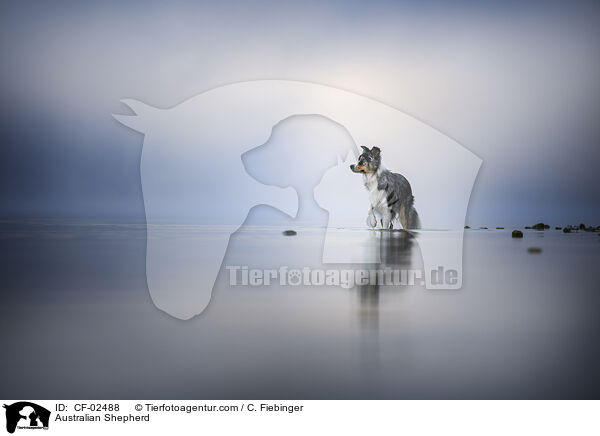 Australian Shepherd / Australian Shepherd / CF-02488