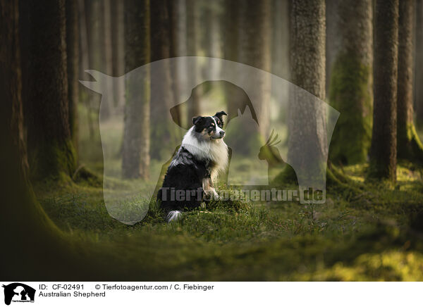 Australian Shepherd / Australian Shepherd / CF-02491