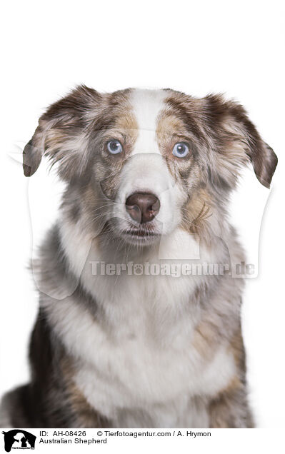 Australian Shepherd / Australian Shepherd / AH-08426