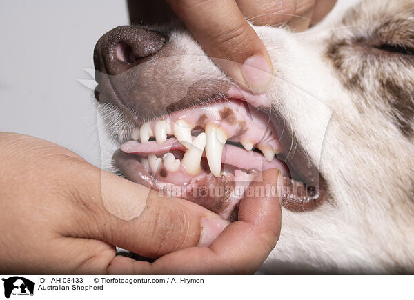 Australian Shepherd / Australian Shepherd / AH-08433