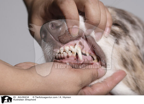 Australian Shepherd / Australian Shepherd / AH-08434