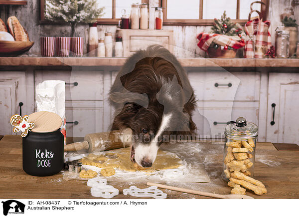 Australian Shepherd / Australian Shepherd / AH-08437