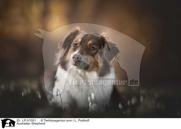 Australian Shepherd / Australian Shepherd / LP-01001
