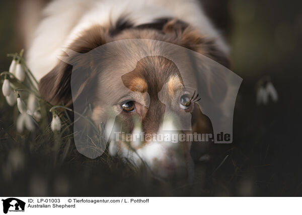 Australian Shepherd / Australian Shepherd / LP-01003