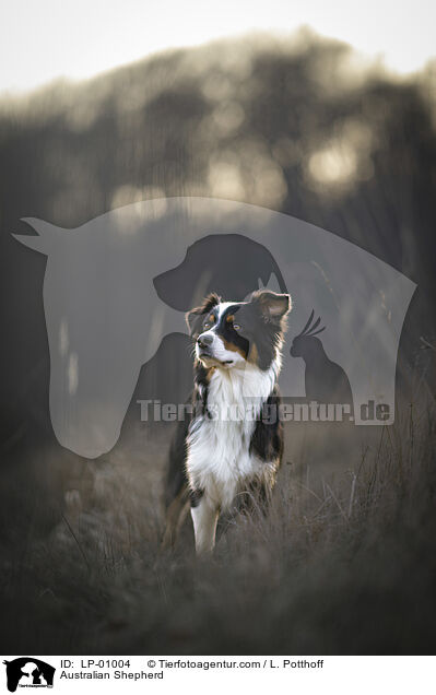 Australian Shepherd / Australian Shepherd / LP-01004