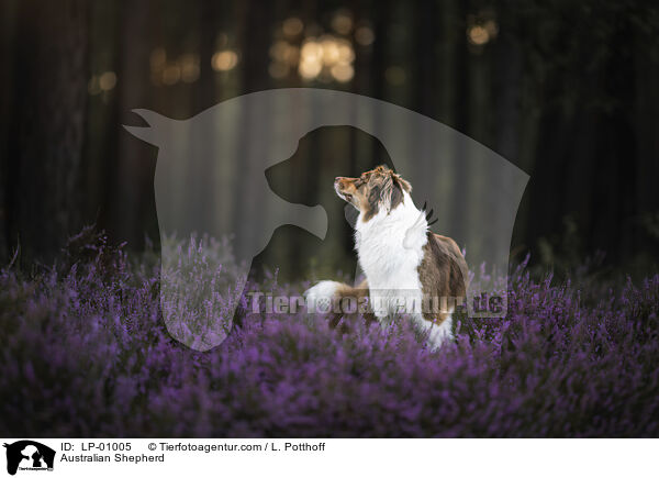 Australian Shepherd / Australian Shepherd / LP-01005