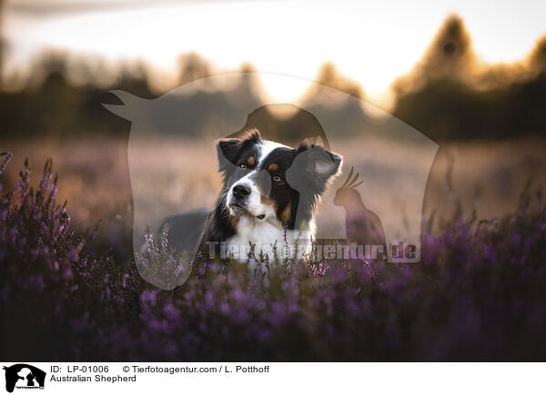 Australian Shepherd / Australian Shepherd / LP-01006