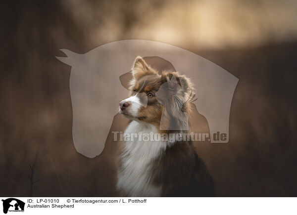 Australian Shepherd / Australian Shepherd / LP-01010