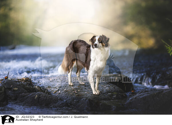 Australian Shepherd / Australian Shepherd / JQ-02323